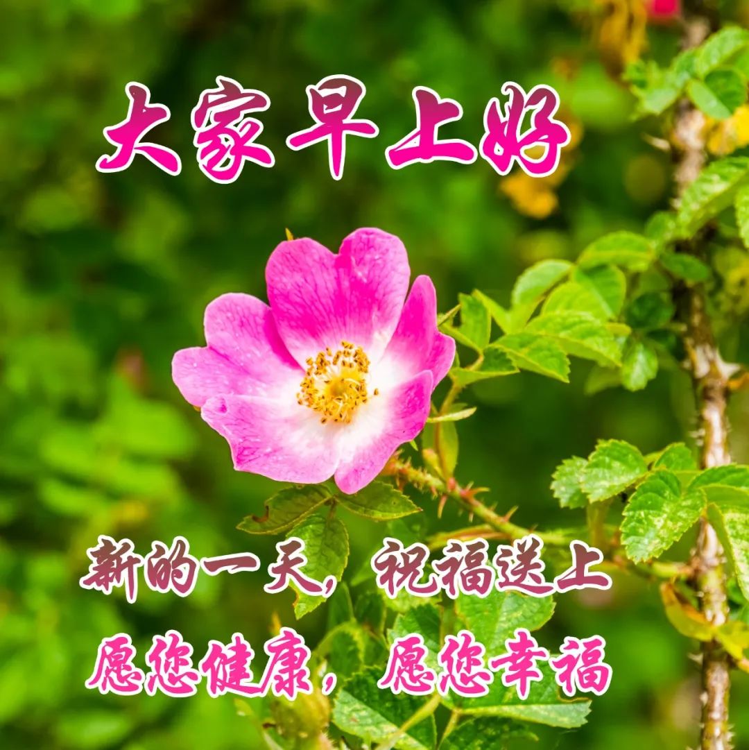 大家早上好带文字问候动态图片,最新早安问候健康平安动态图片