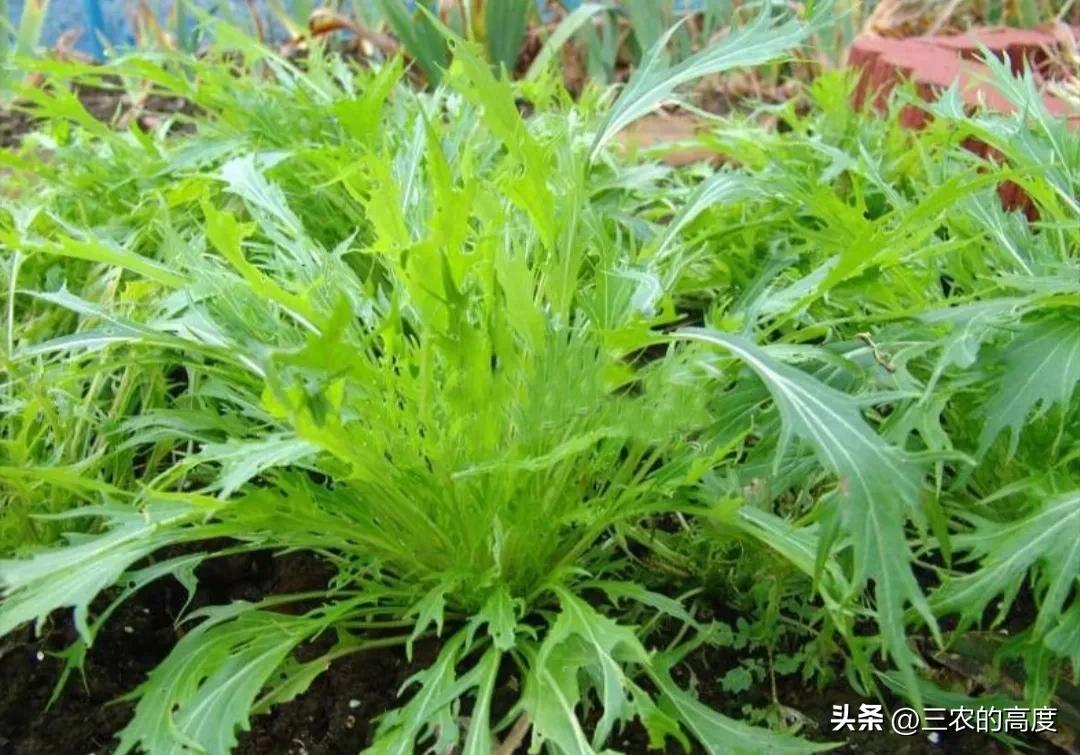 春季蔬菜种植技术讲解,春季种植蔬菜条件和方法