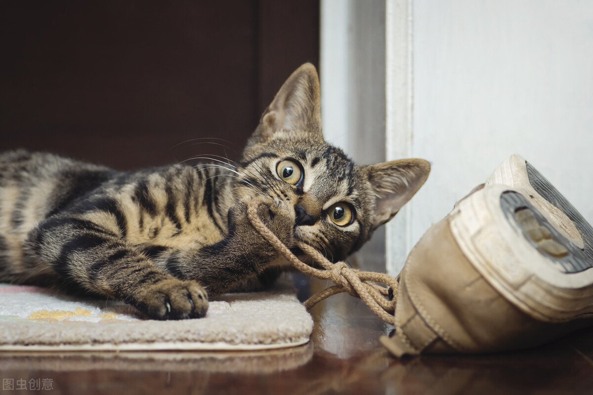 你知道最受欢迎的猫品种是什么吗,最完美的猫你知道是什么品种吗