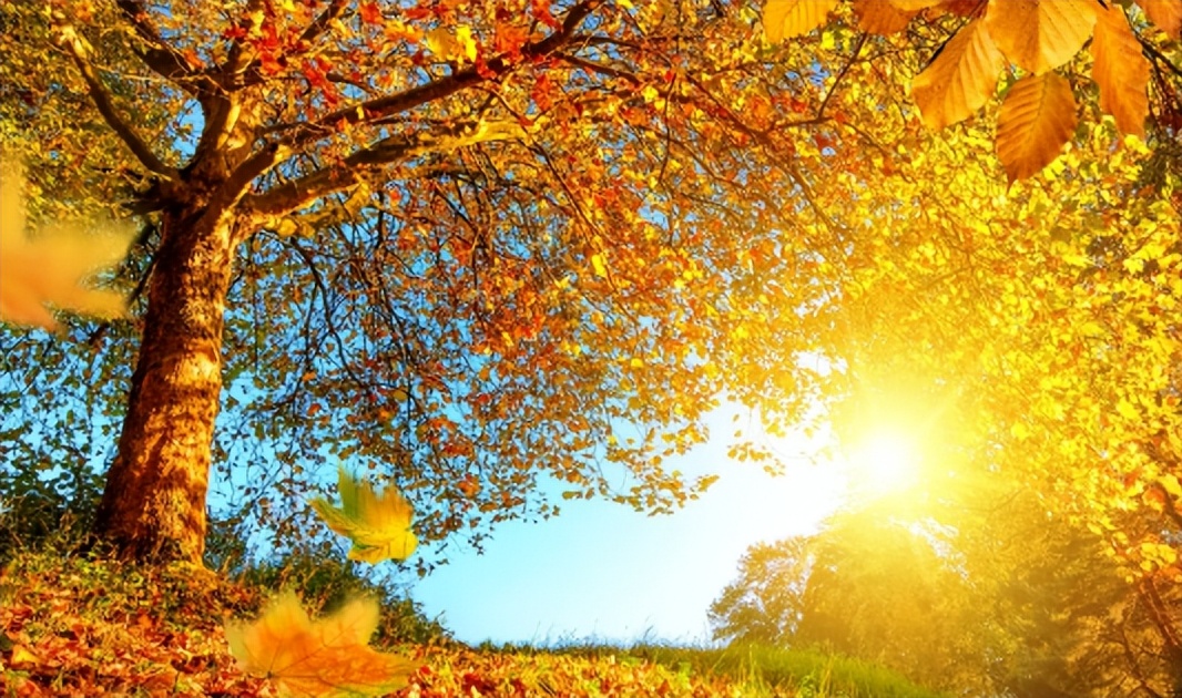 秋天，少吃“发物”和“热物”，多饮3种“冠军茶”，润燥安康