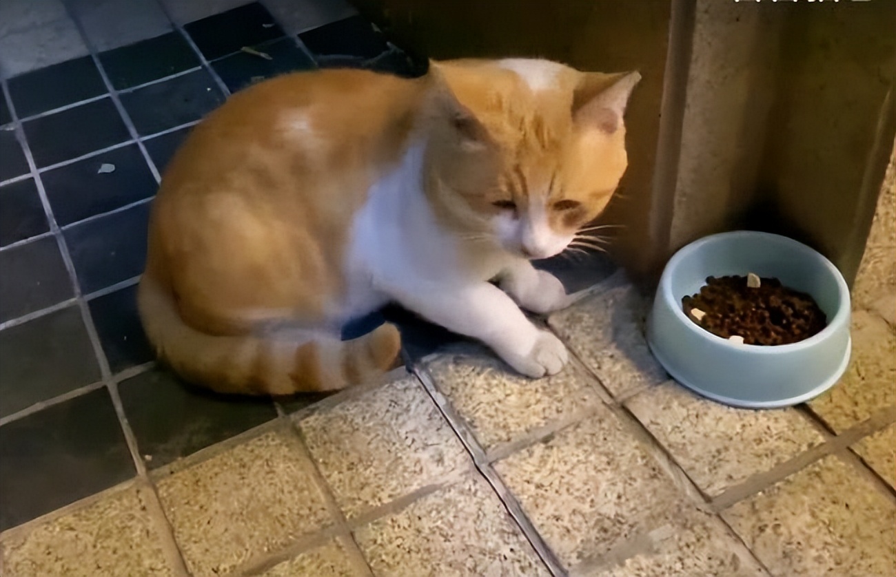 原来猫咪也害怕打针,原来猫咪也怕打雷