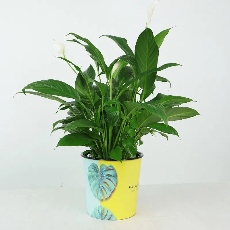 湖南“花二代”开园艺中心，线上一天卖花12万盆，年营业额超2000万元