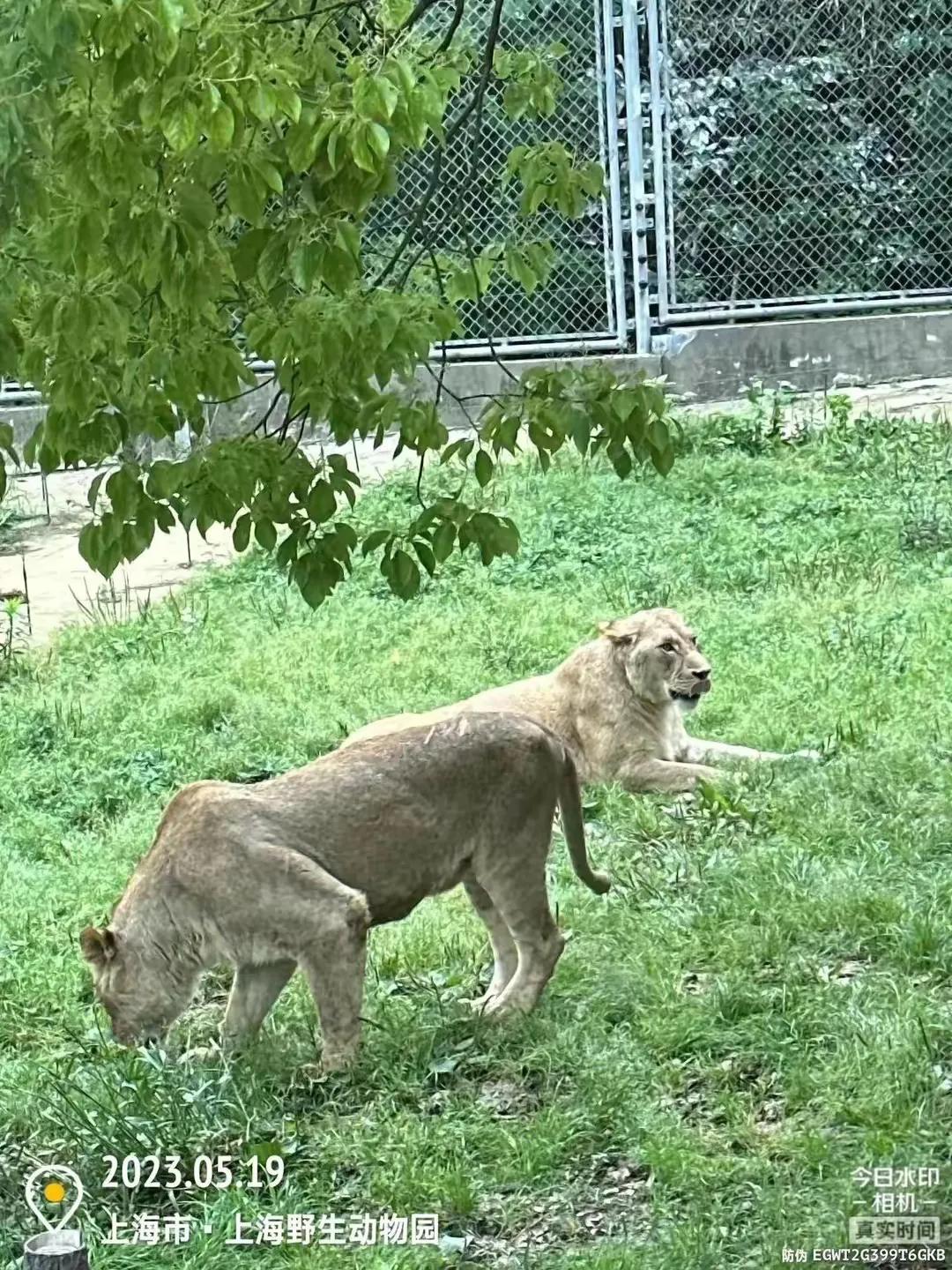 中国最大的野生动物园是哪个城市,中国最大野生动物园