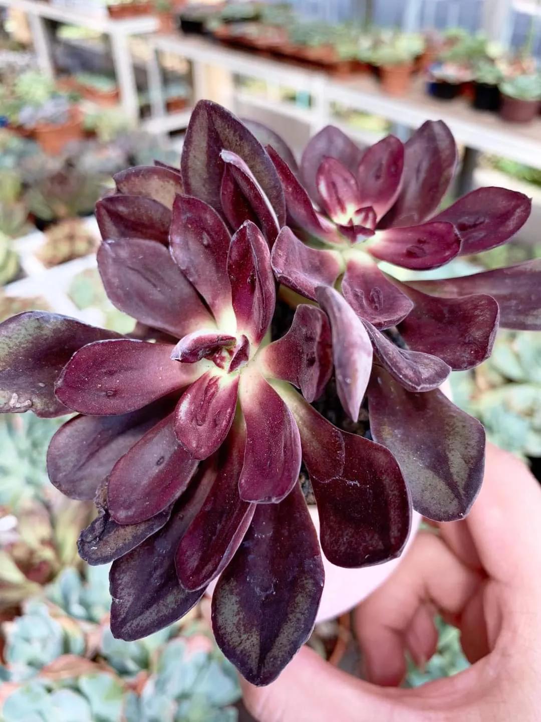 多肉专治强迫症,瘤子多肉植物