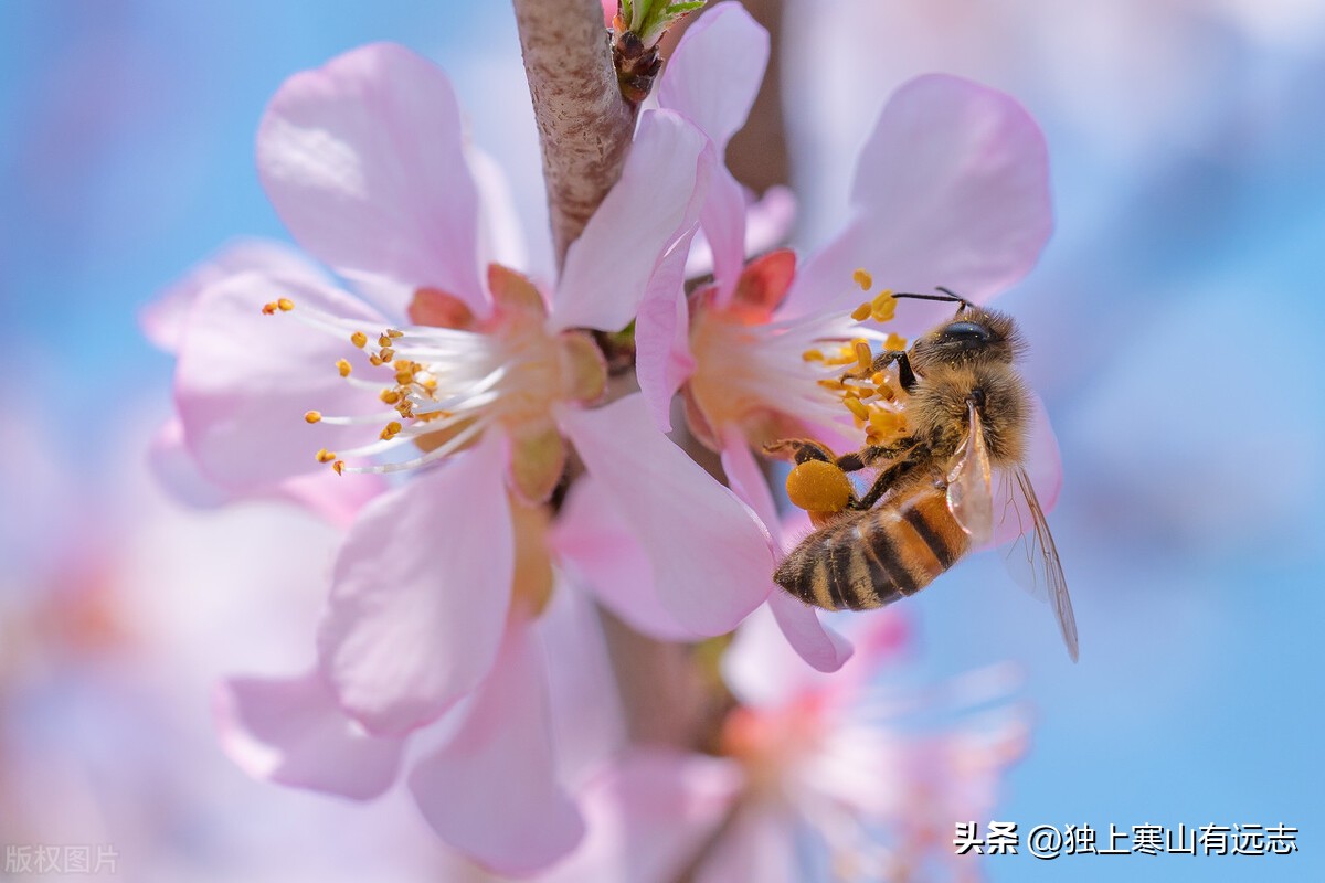 蜂蜜生肌敛疮,中药蜂胶蜂蜜蜂蜡的功效