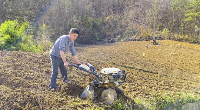 湖北竹山：金叶子飘飞，带富一方
