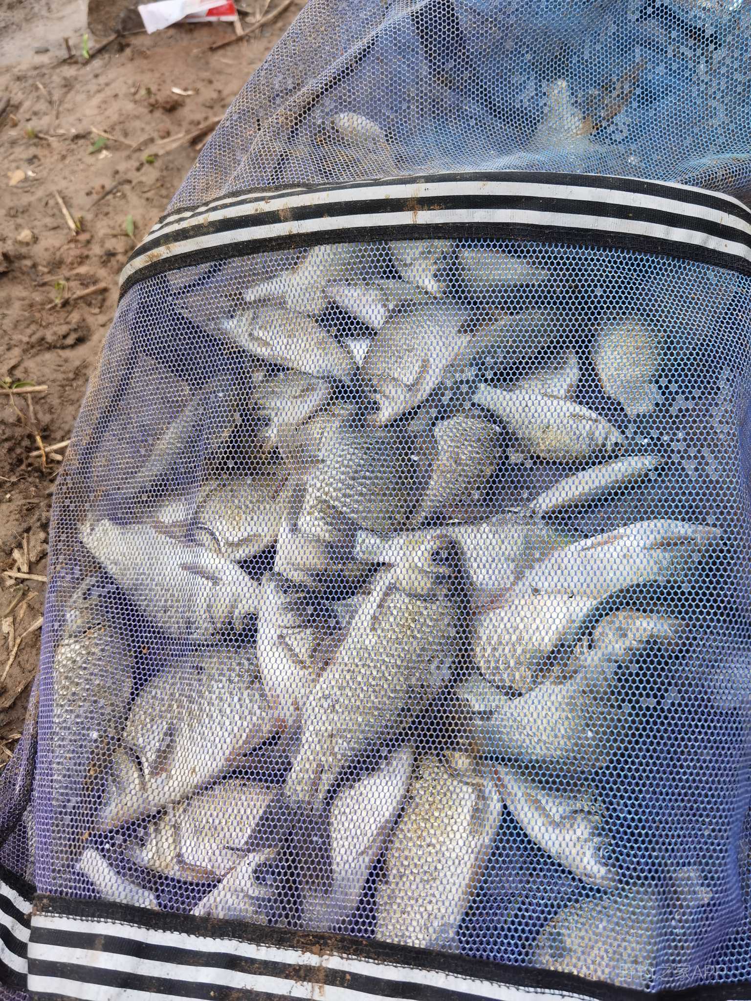 垂钓位置小浪底,小浪底垂钓秘籍