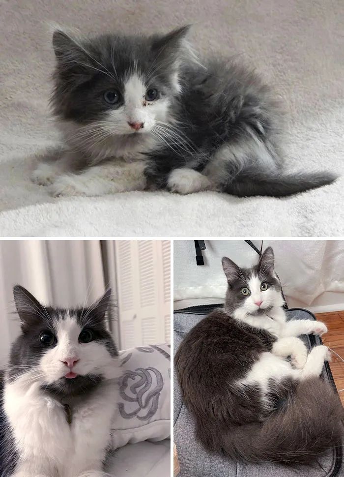 流浪猫被收养的前后对比,流浪猫被收养前后对比照暖心
