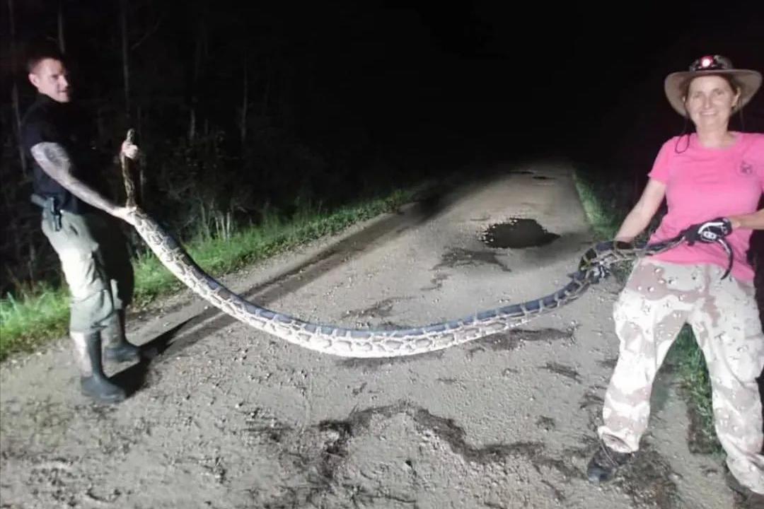 美国佛州最大缅甸蟒,美国蟒蛇泛滥原因