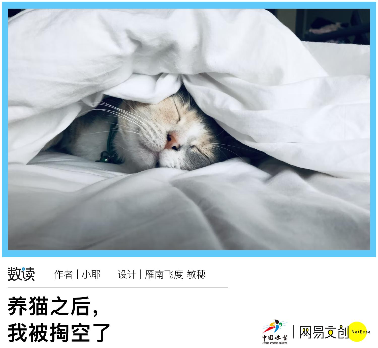 北京养猫劝退指南,养猫养狗劝退指南