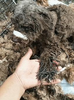 如果看到流浪狗请善待它们,遇到流浪狗请善待他们