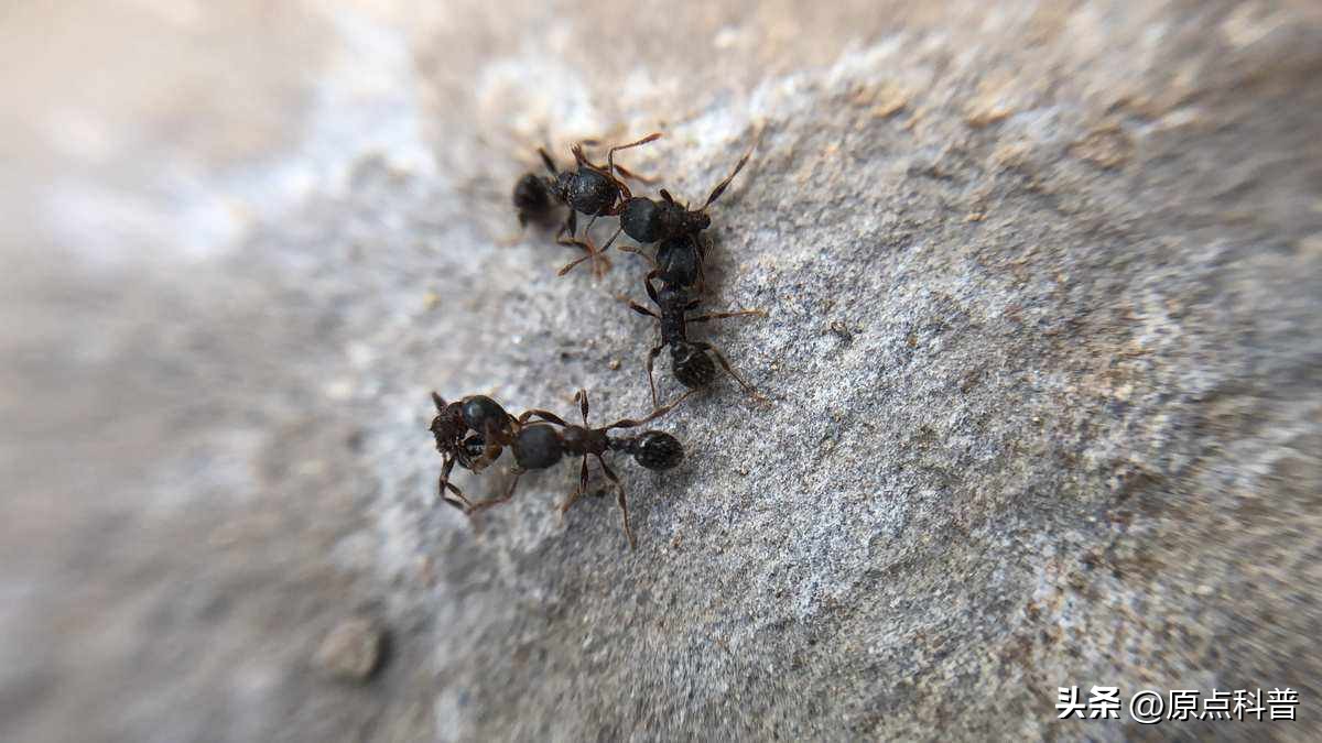 盘点农村小时候常玩的十个昆虫,盘点童年玩过的十种昆虫