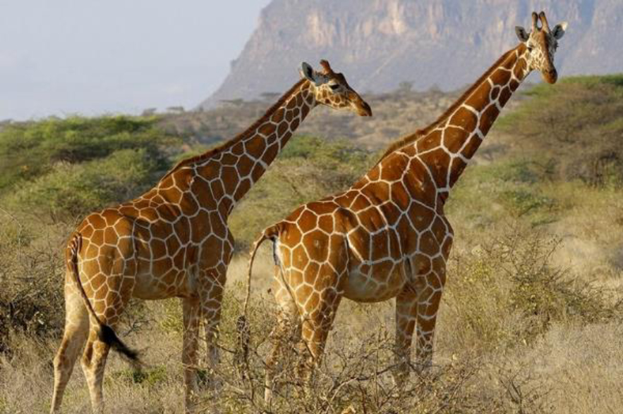 长颈鹿踢飞狮子,狮子偷袭长颈鹿长颈鹿使出杀手锏
