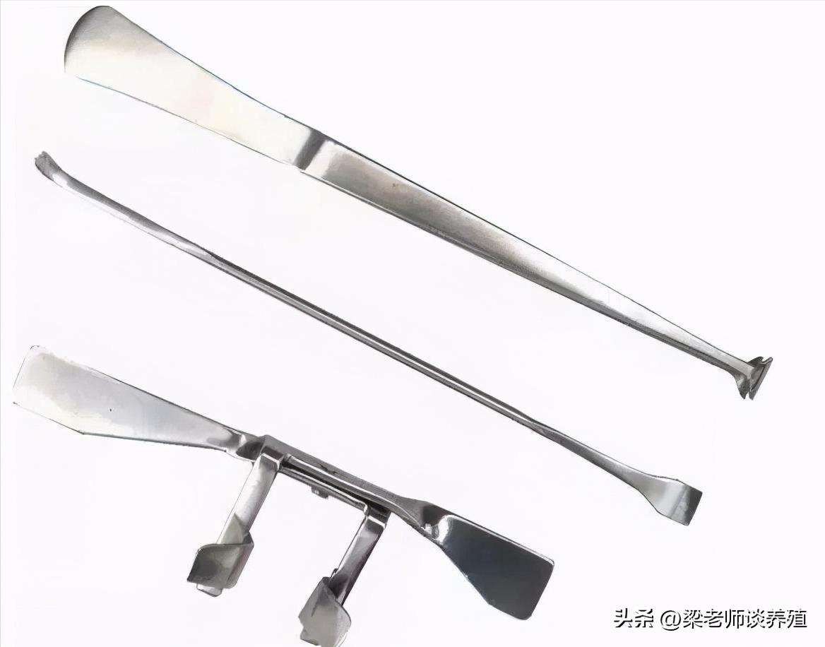 阉鸡技艺从什么时候开始的,古老的阉鸡方法