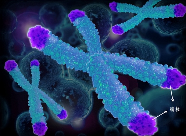 突然发现长寿秘诀抖音,发现长生不老秘诀