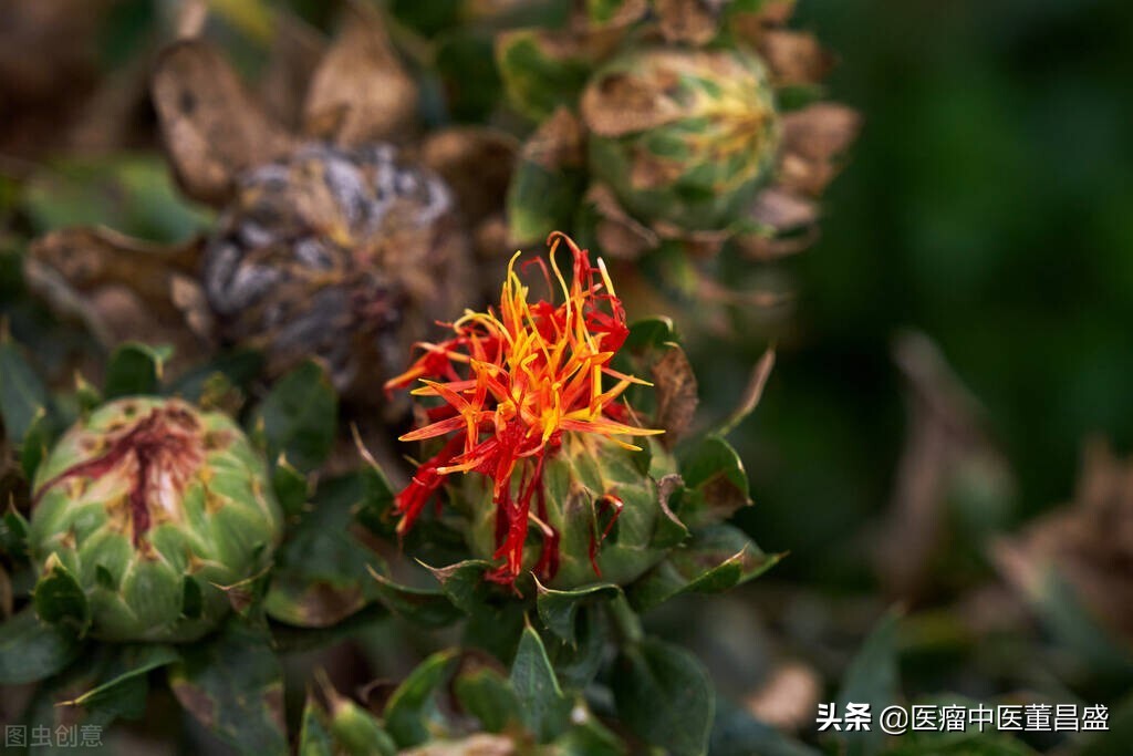 伤寒杂病论中治青春痘的方子,痘疮的中医辨证治疗