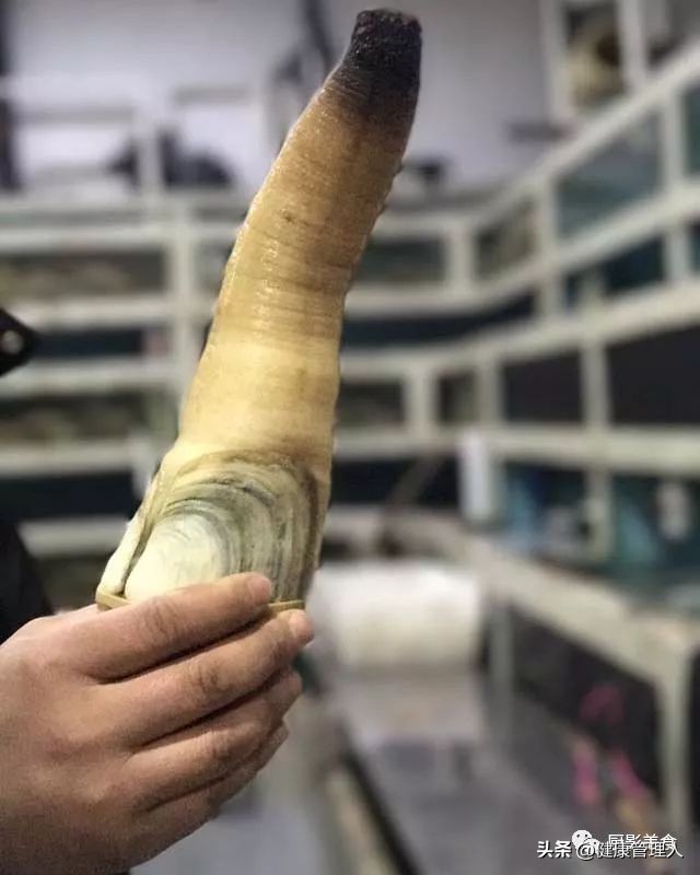 海鲜贝类品种大全及名字,22种海鲜贝类做法大全