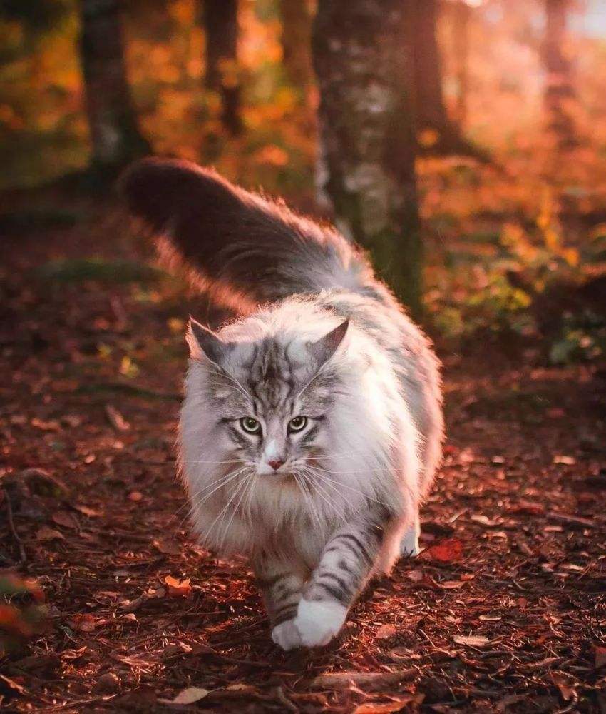 如何正确饲养挪威森林猫,挪威森林猫怎么喂养好