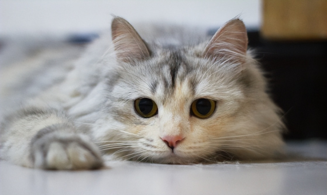 母猫卵巢囊肿怎么治疗,母猫卵巢囊肿