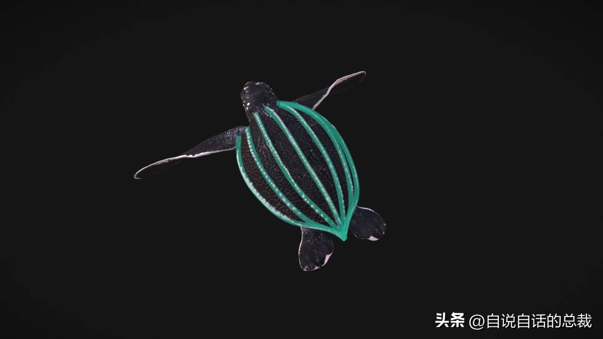 龟蛇大战巨龟视频,罕见别致的龟蛇大战