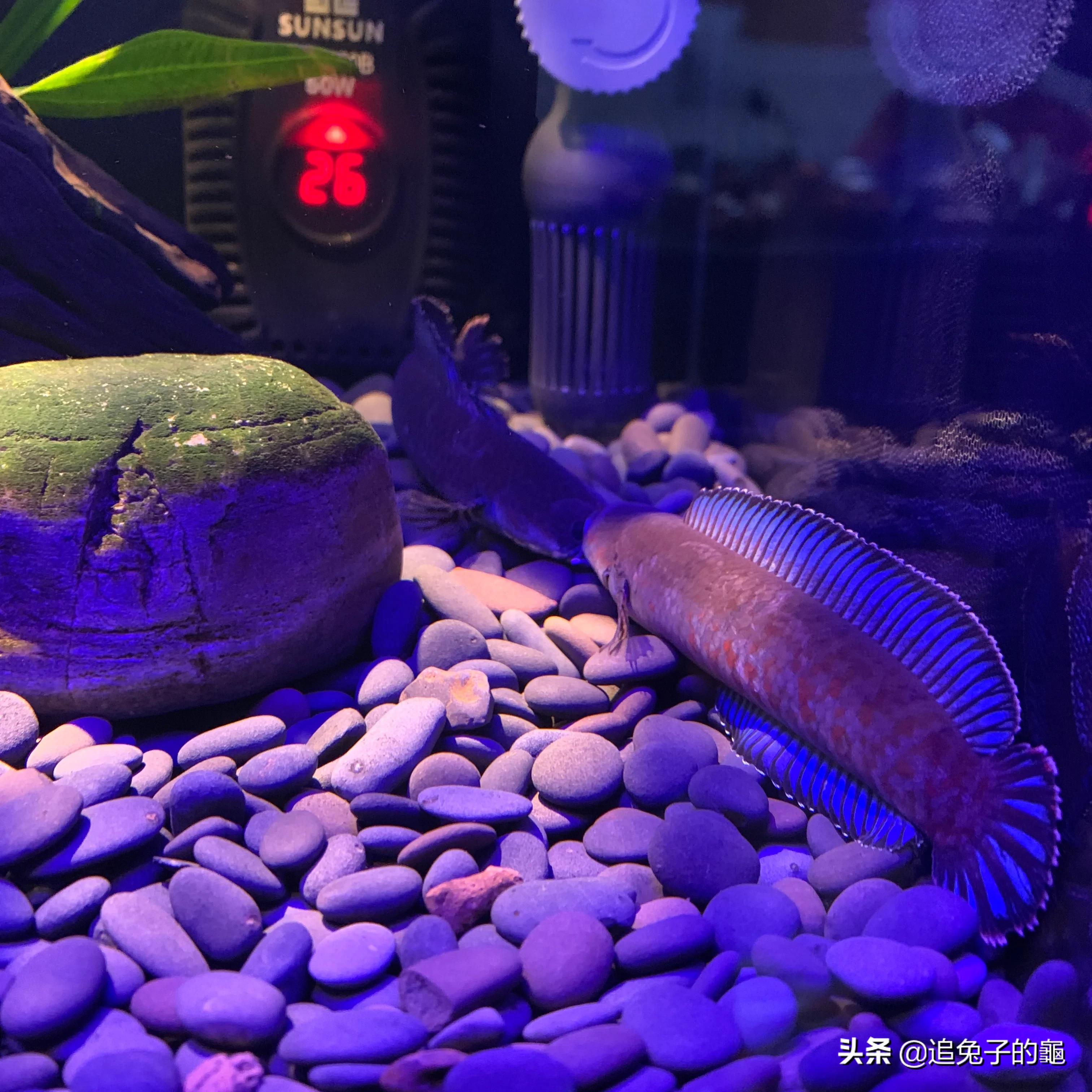 养鱼大坑,养鱼坑必须是万丈深渊