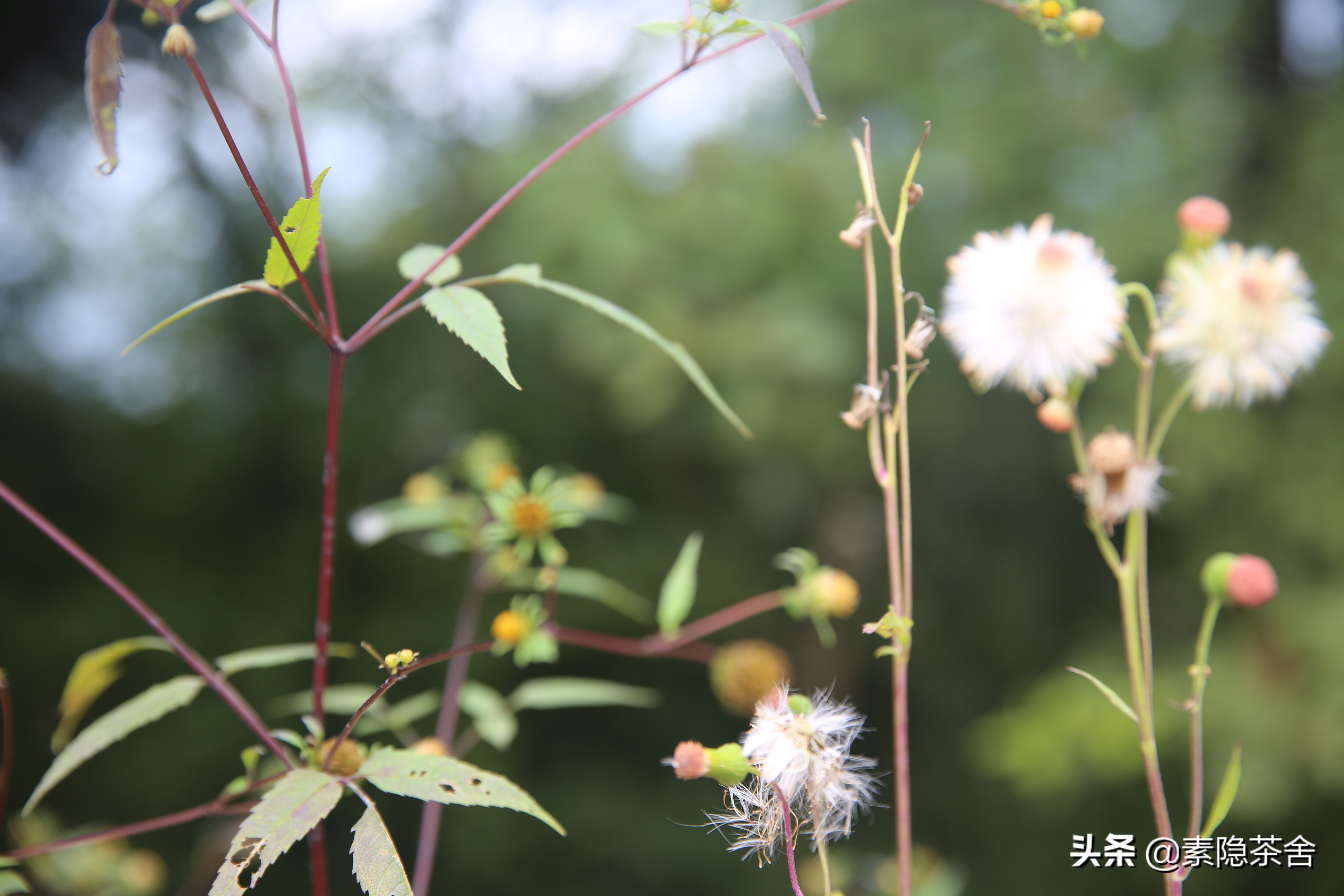 六大茶山六个山头,六大茶山各个山头茶的特点