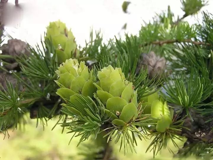 植物识别小口诀，总结的太全了！