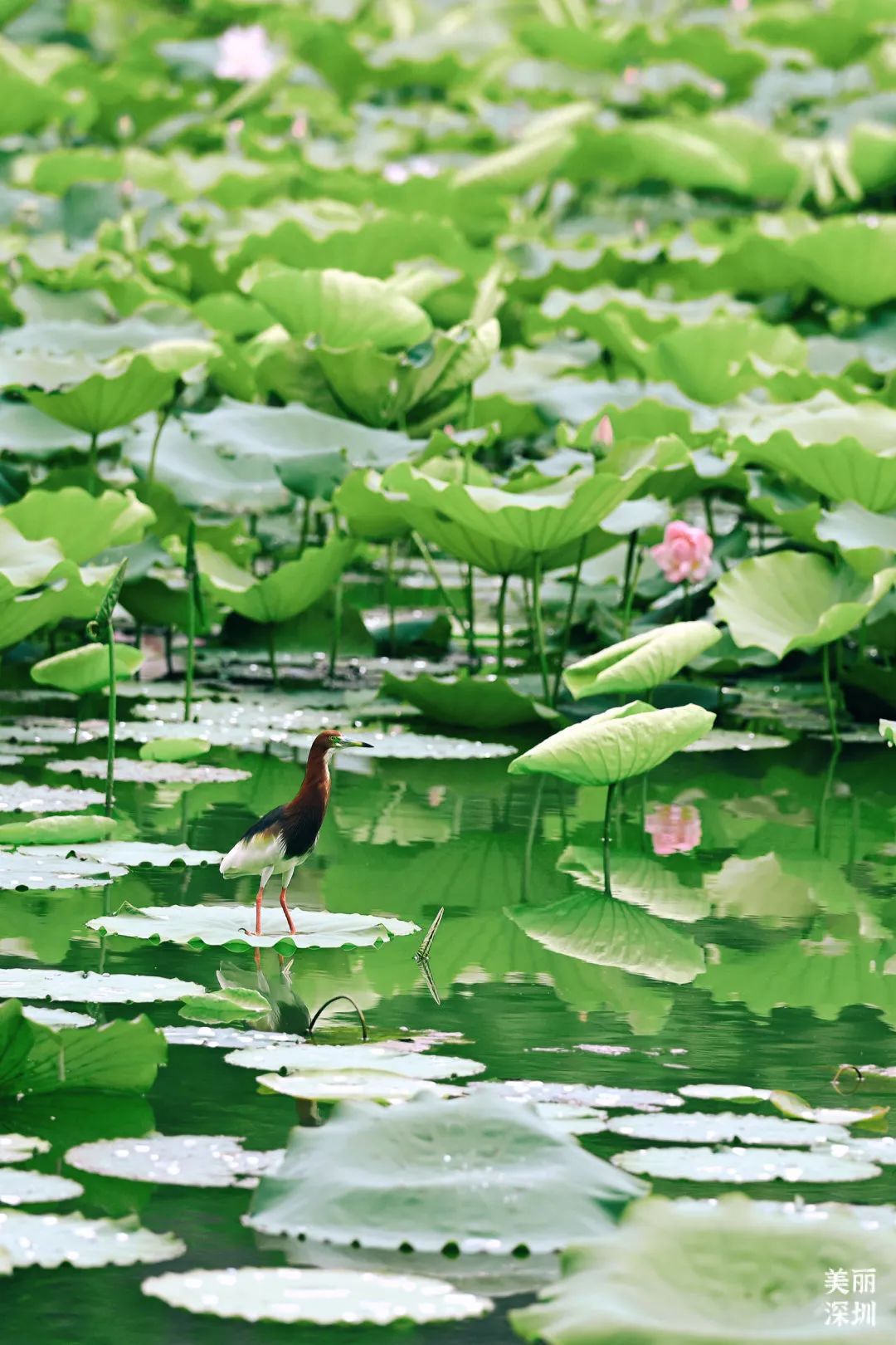 深圳人游玩推荐,深圳人爬山看海