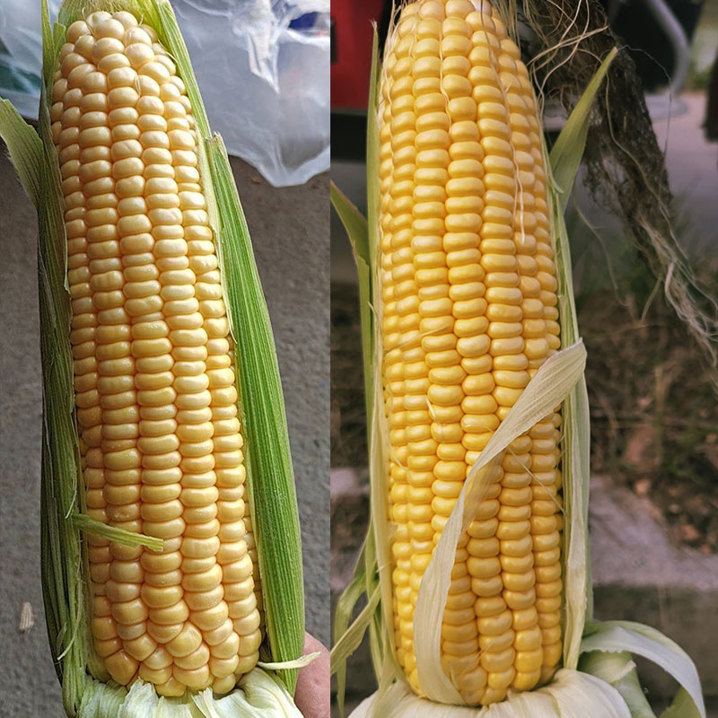 春播玉米种子什么品种好,春播糯玉米最好的品种