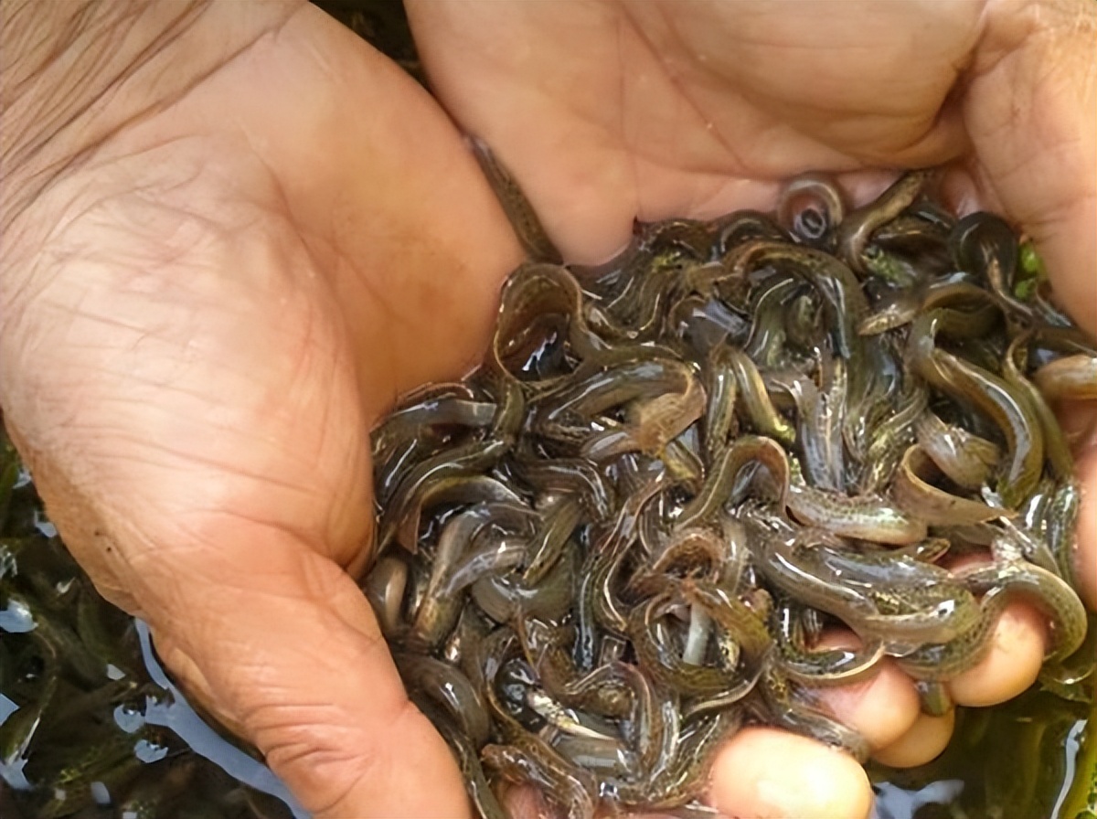 泥鳅水花常见病害及解决方法,泥鳅黄鳝的养殖技术和病害