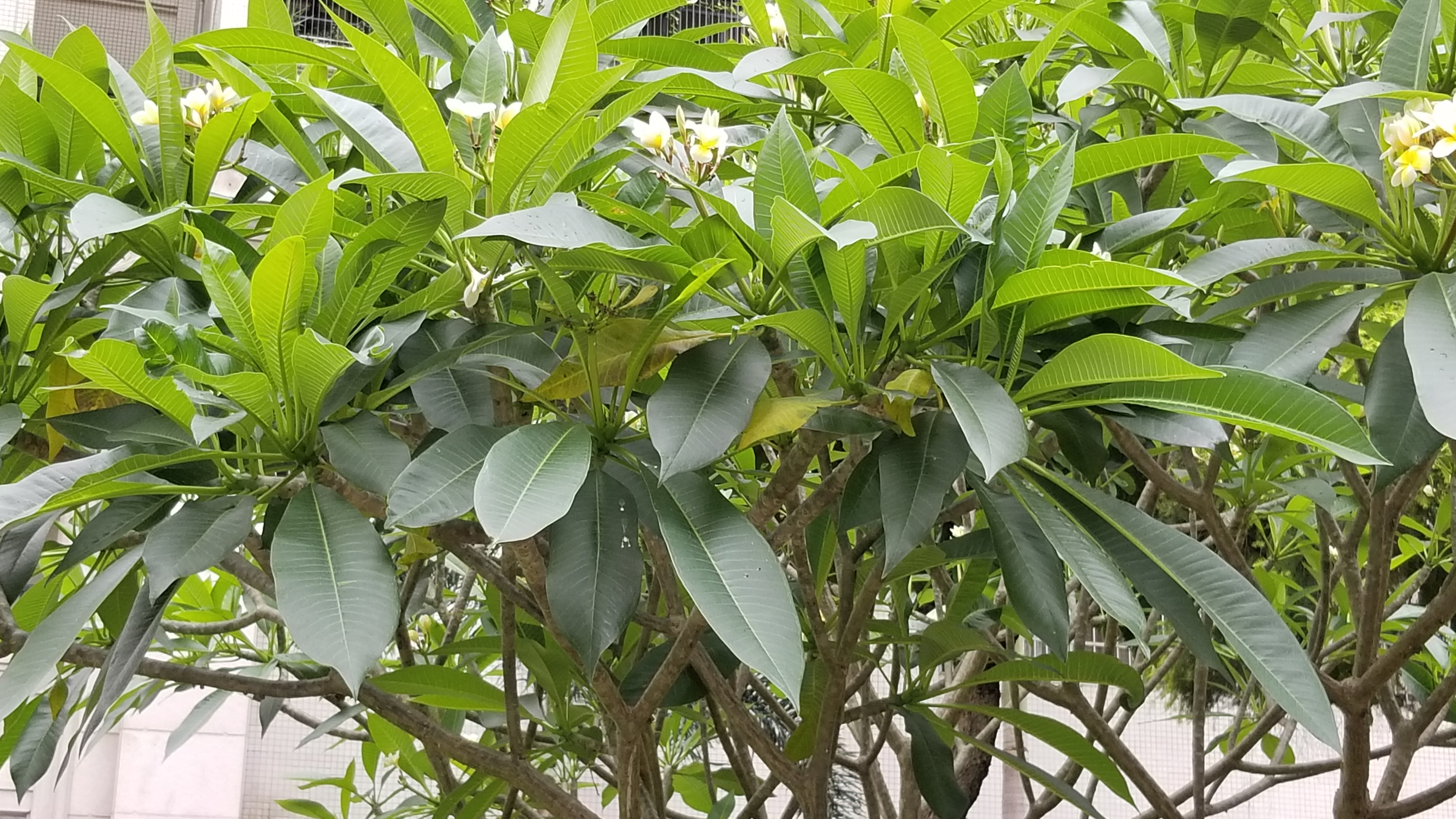 鸡蛋花是什么花,鸡蛋花是什么树长出来的