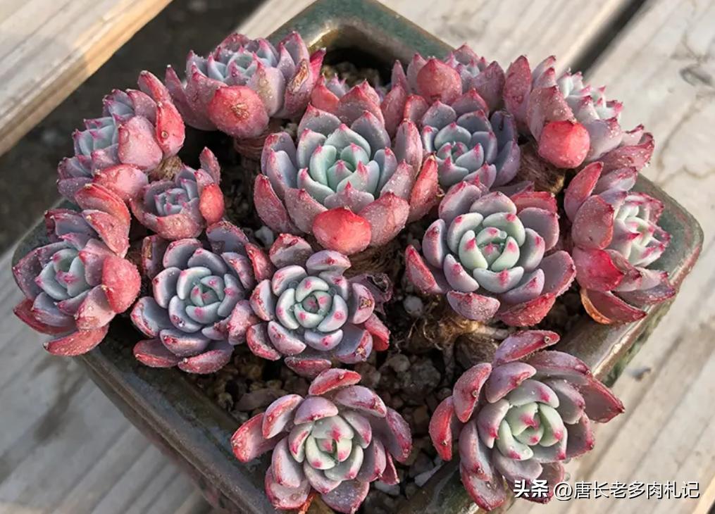 多肉娜娜小勾好出状态吗,多肉娜娜小勾皮实吗