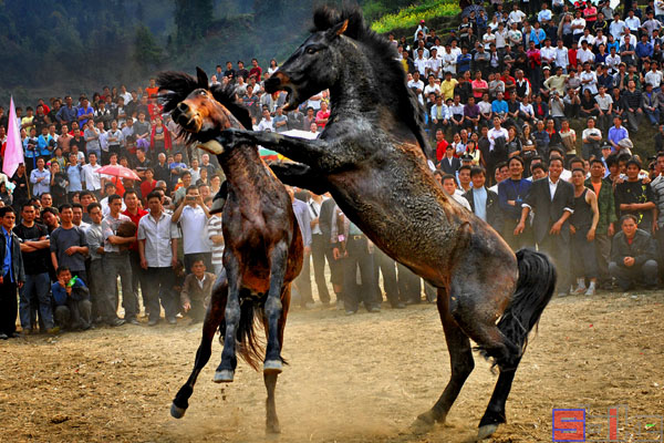 Sbike动植物百科：世界十大博戏，斗兽、斗禽、斗虫、斗鱼（上）