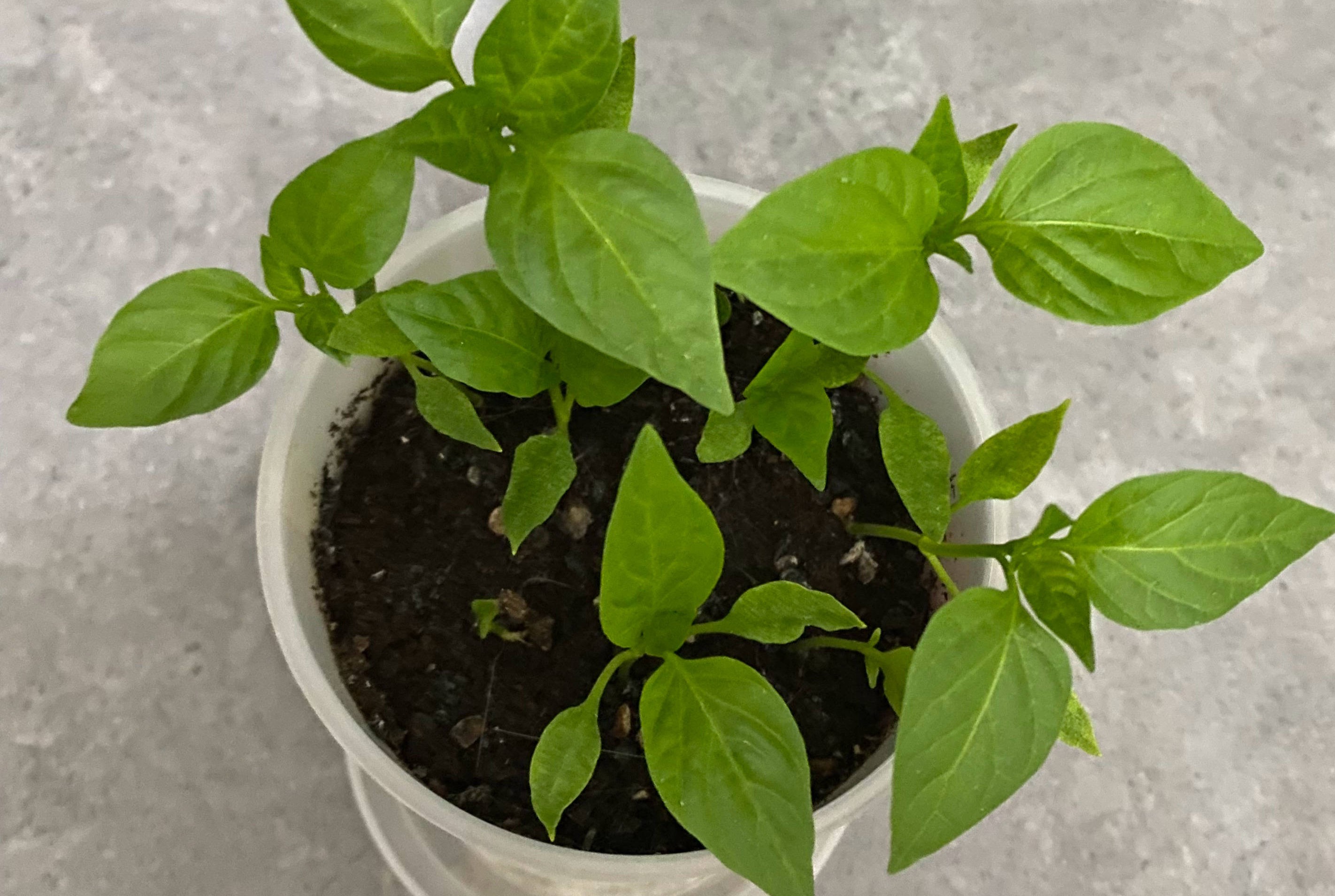 阳台种菜的方法和步骤,阳台种菜的技巧与方法