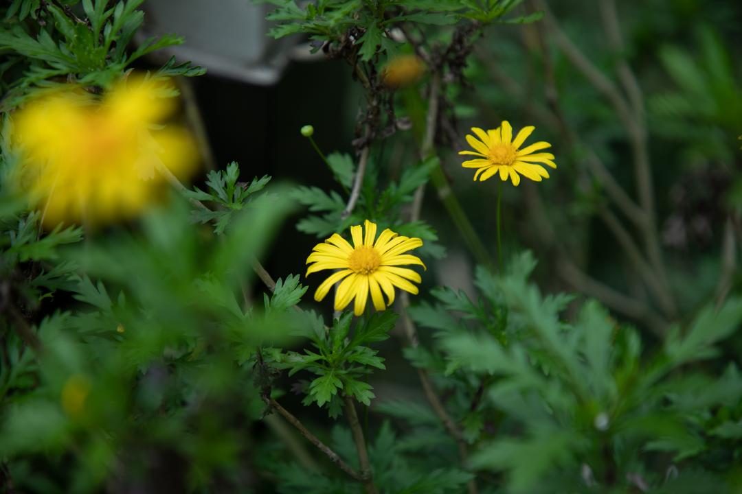 暮春吟全诗的诗意,感遇兰叶春的诗意