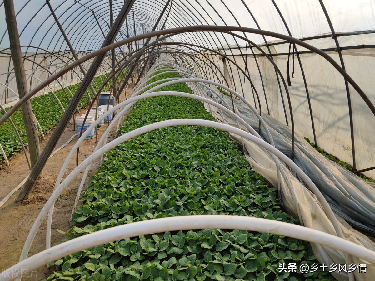 大棚育蔬菜苗利润,种一亩蔬菜大棚一年赚多少钱