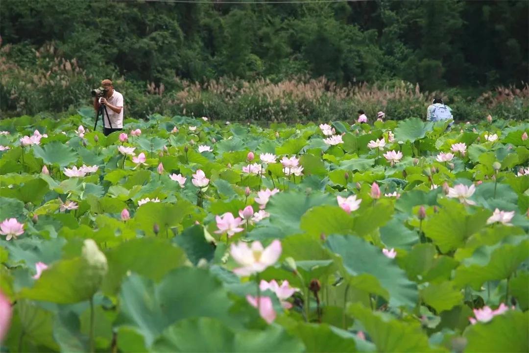 广州从化赏荷花胜地,从化草埔荷花