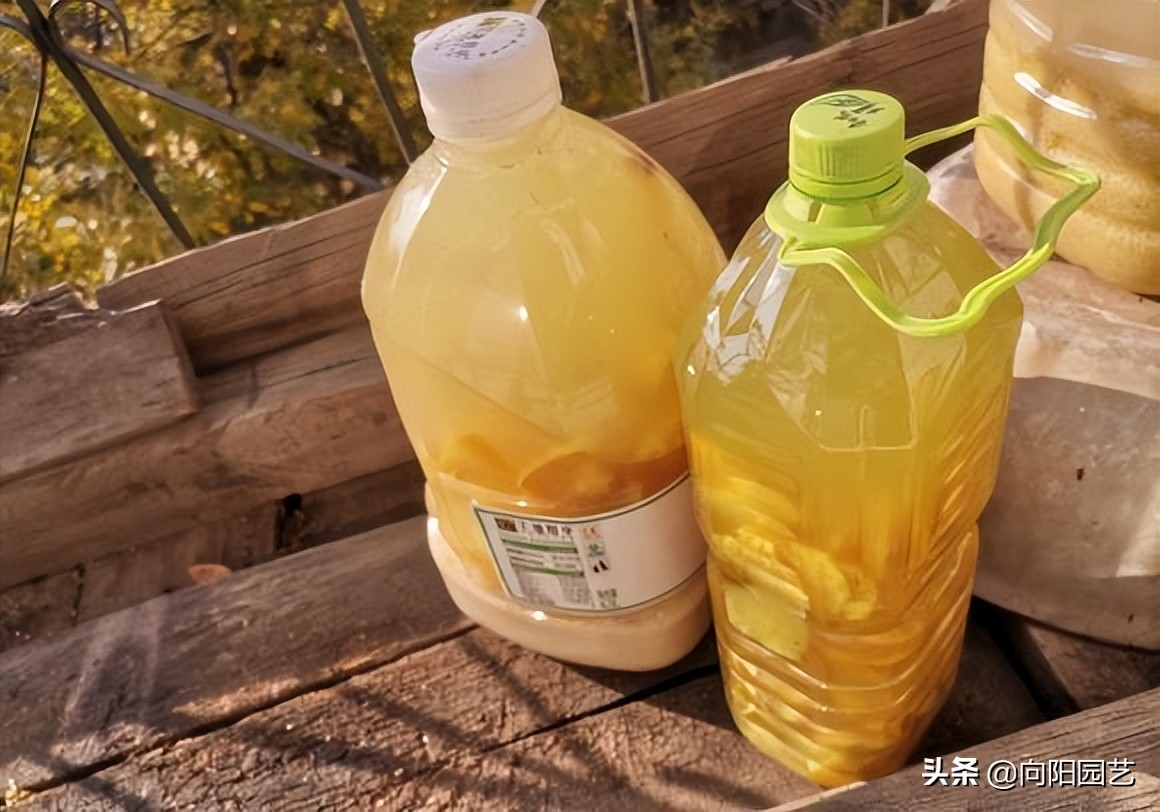 淘米的水能浇绿萝吗,淘米的水可以浇绿萝吗