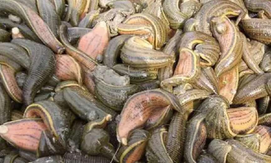 戴笠制服日本女特务,戴笠审讯日本女特务方法