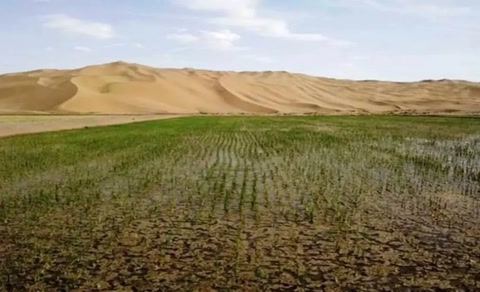 中国在迪拜沙漠试种海水稻的过程,中国在迪拜种植海水稻的有利条件