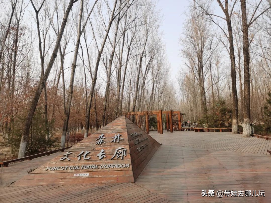 骑行国家森林公园,徒步骑行森林公园