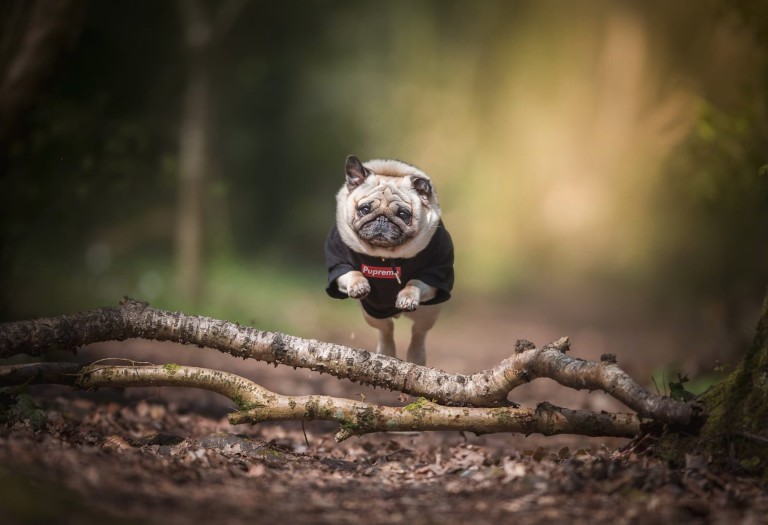 英国最厉害的狗是什么,英国十大最有名犬