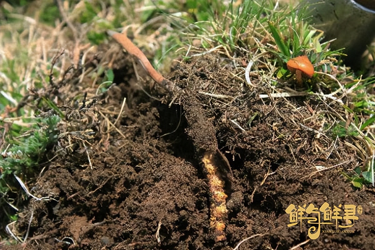 鲜蛹虫草能保存多久,鲜冬虫夏草可以保存多久
