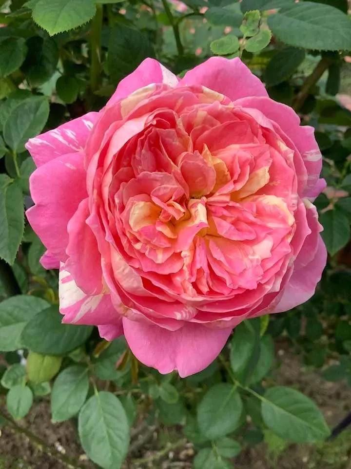 月季品种醉花,月季品种大全及图片欣赏