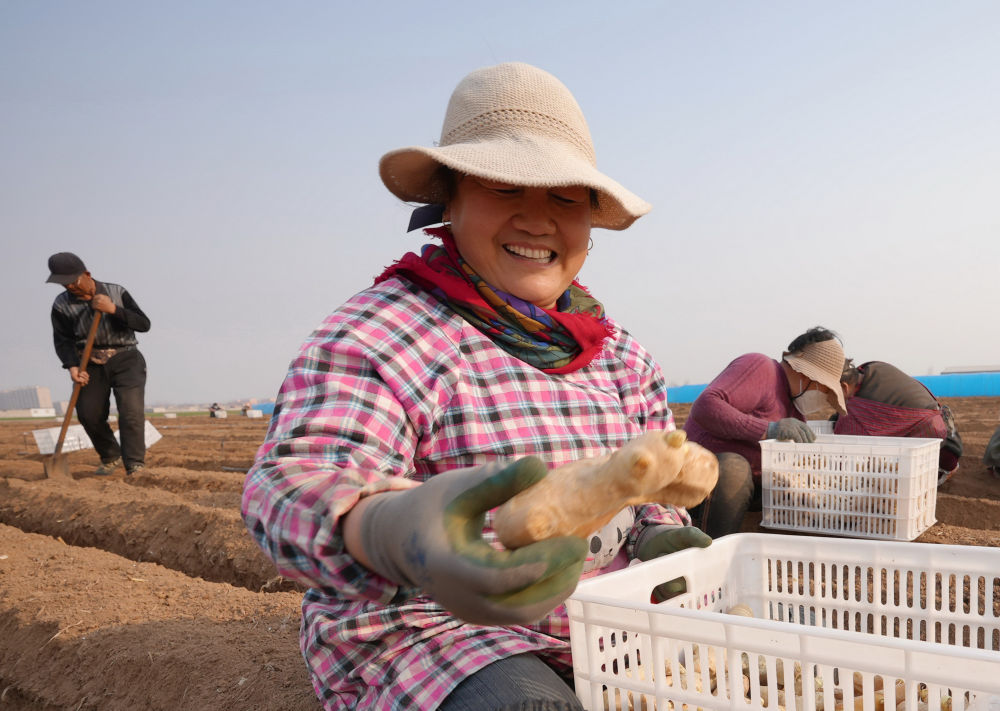 河北唐山生姜收获视频,唐山哪个地方种植姜
