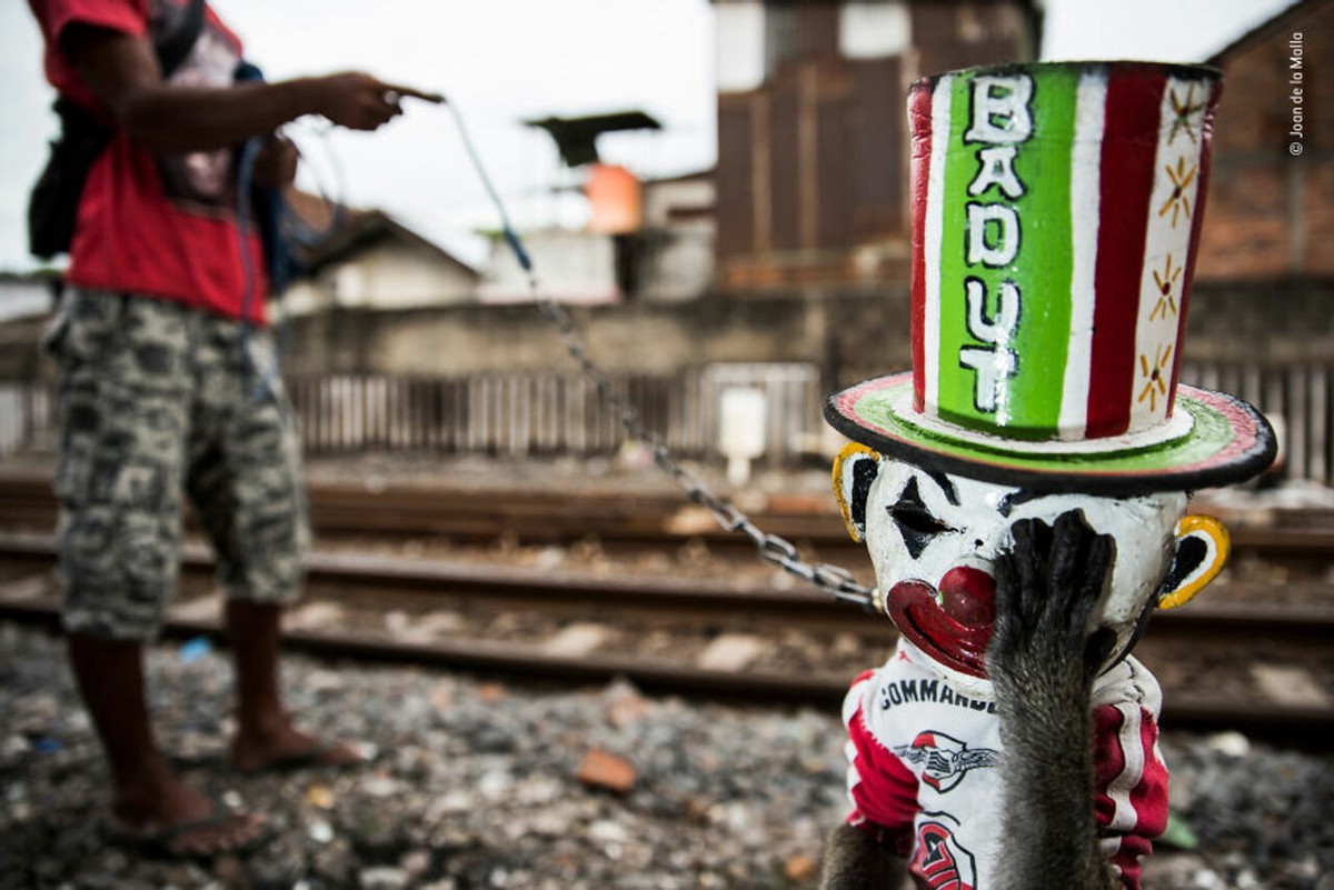 2019年最佳野生动物照片,2022年搞笑野生动物摄影作品