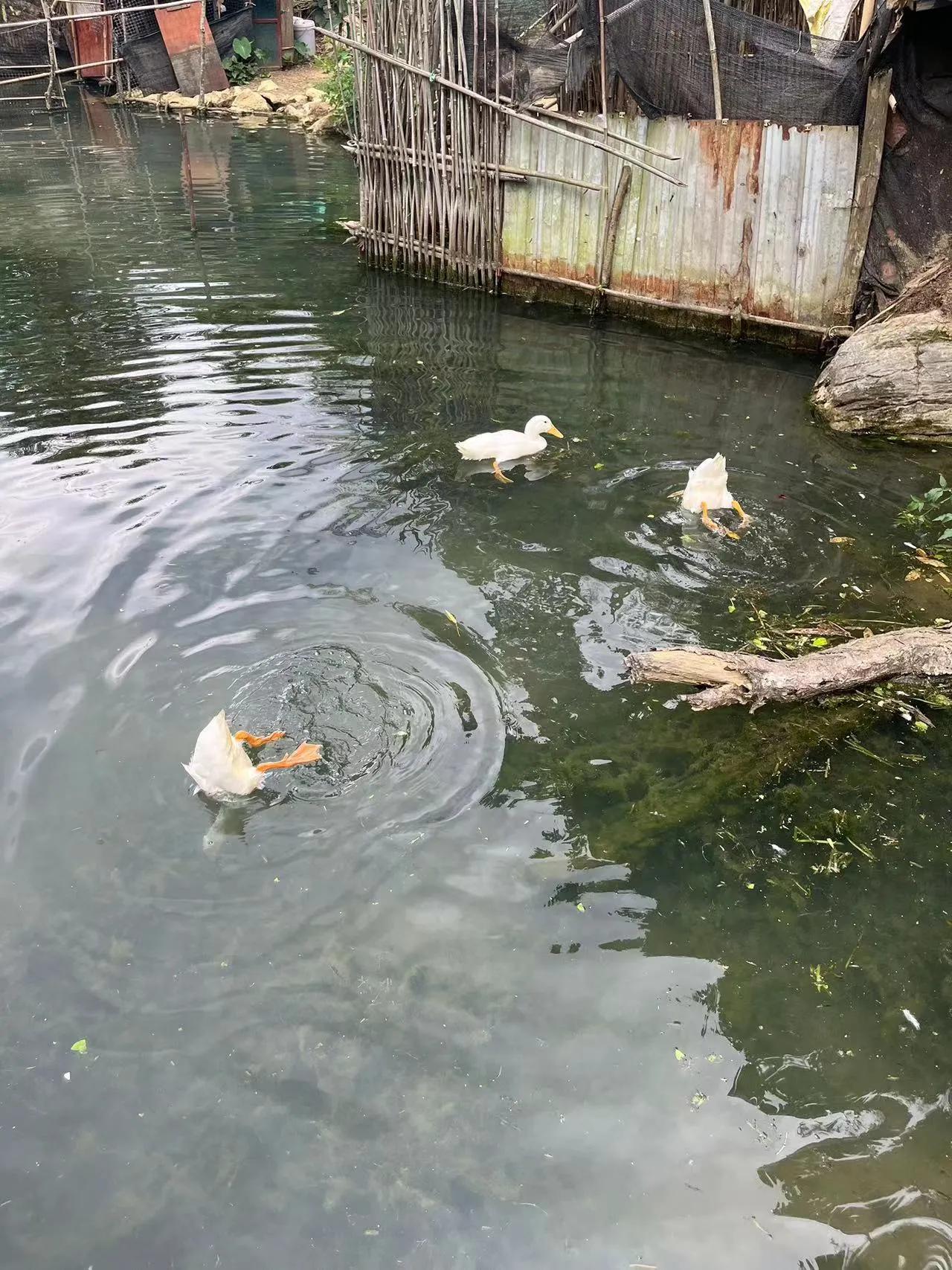 云南十天旅游,云南坝美旅游攻略