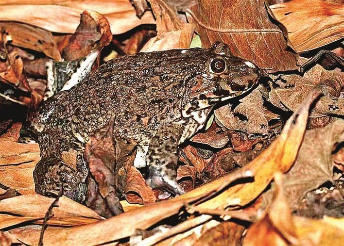 光明生态好“稀客”来安居|已发现国家重点保护物种12个