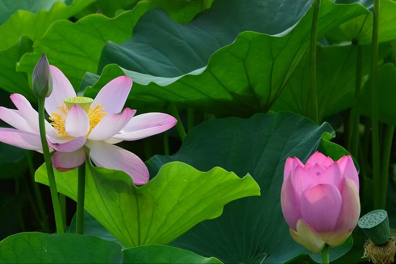 70句唯美荷花诗词,关于荷花的绝美诗句