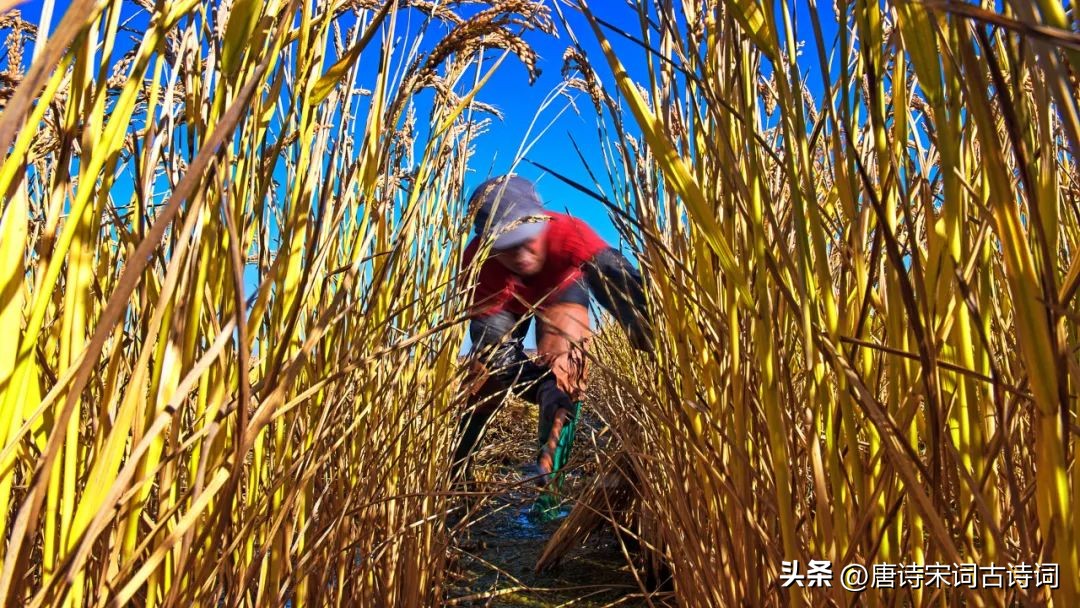 丰收在望喜悦在心中,丰收在望秋天到来